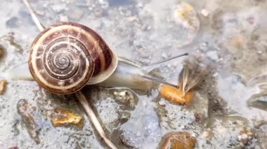 Küçük bir salyangoz ıslak bir yolda çimenlerin arasında sürünür.