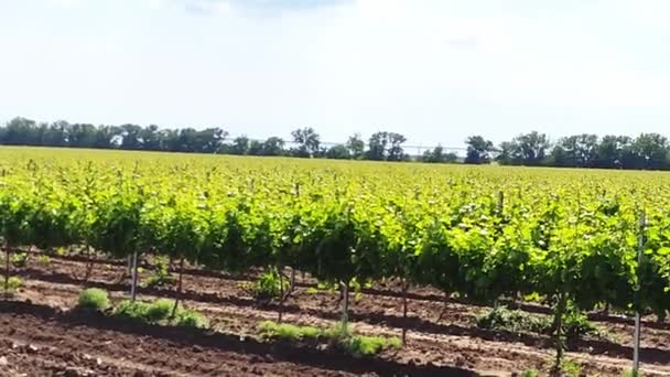 Panoramic camera passage through the vineyard — Stock Video