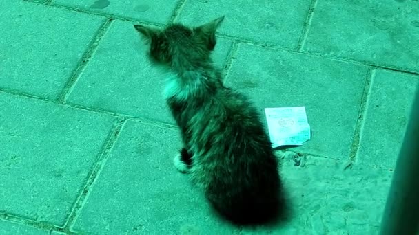 Malé nemocné koťátko bez domova sedí na zelené markýze nemocnice — Stock video
