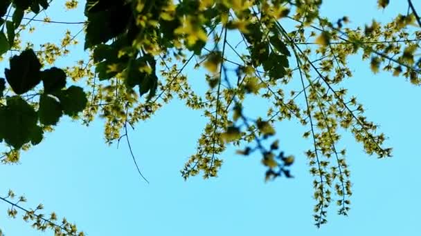 Wasps fly around the soap tree pollinating flowers — Stock Video