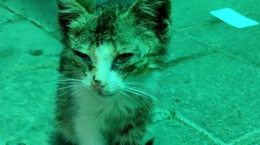 Homeless sick cat in a green pavilion