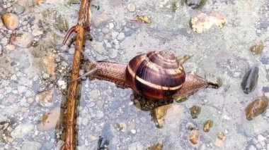 Snail crawls through a puddle after the rain and climbs over a stick