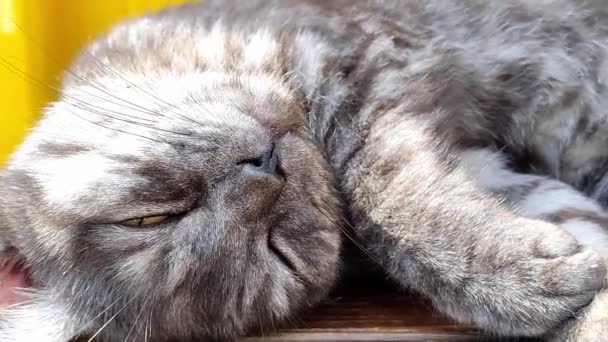 Very beautiful gray cat is sleeping — Stock video