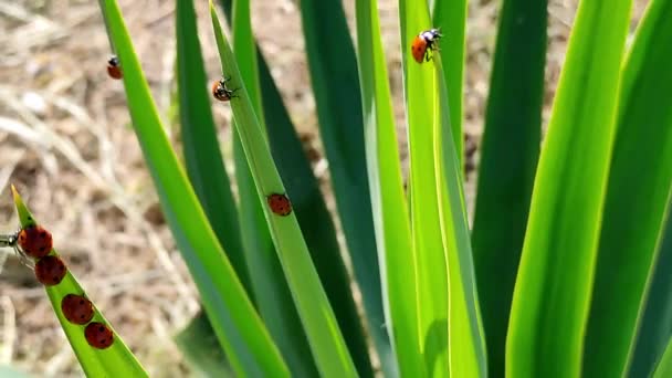 Many ladybirds flew to hunt aphids — ストック動画