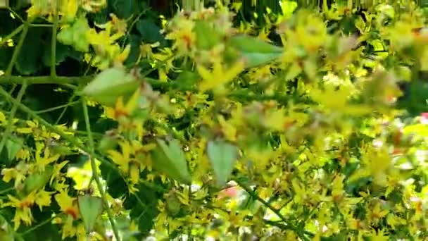 Szappanfa virágok és méhek porozzák be őket. — Stock videók