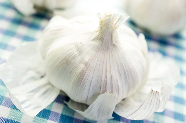 Head of garlic — Stock Photo, Image