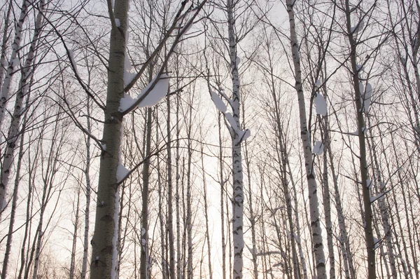 Árboles de invierno — Foto de Stock