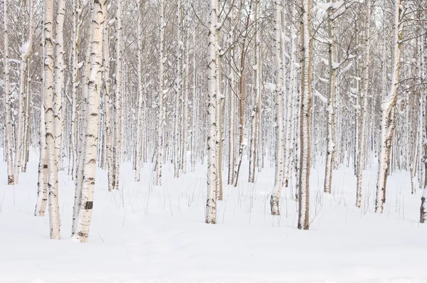 Winter trees Stock Image