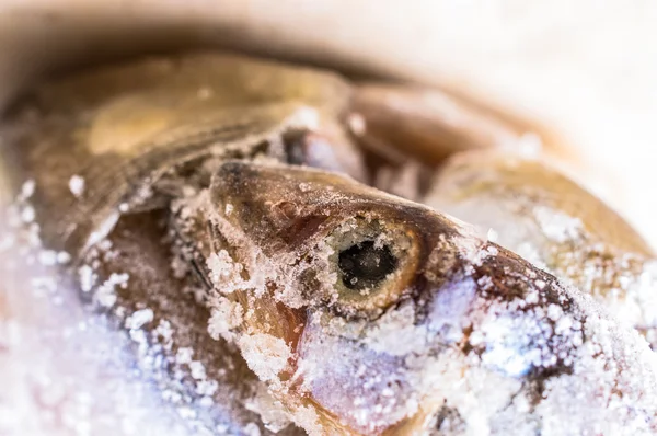 Poissons congelés gros plan — Photo