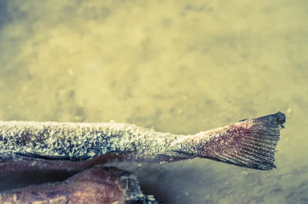 냉동된 생선 근접 촬영 — 스톡 사진