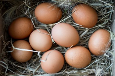 Yukarıdan tavuk yumurta yuvada görüntülemek