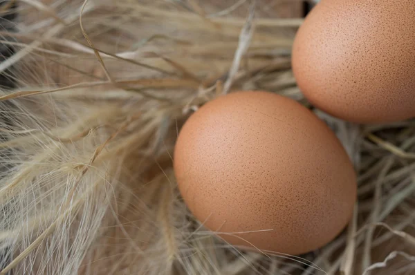 Huevos marrones en la hierba seca vista superior —  Fotos de Stock