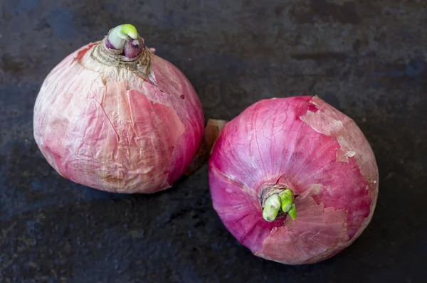 Dois bulbos de cebola vermelha — Fotografia de Stock