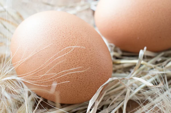 Kip eieren close-up — Stockfoto