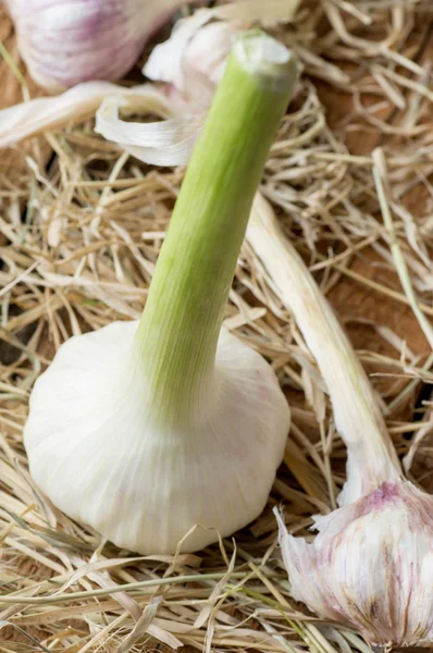 Top view of fresh garlic — Stock Photo, Image