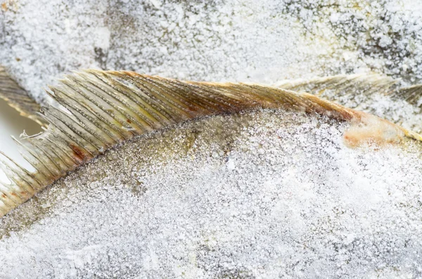 Aletas de pescado congelado —  Fotos de Stock