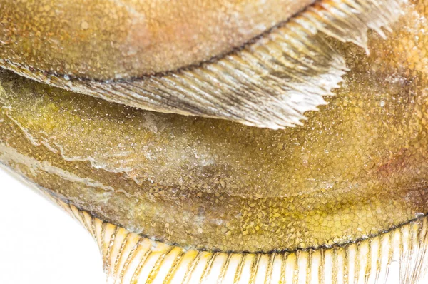 Close-up fins fresh flatfish — Stock Photo, Image