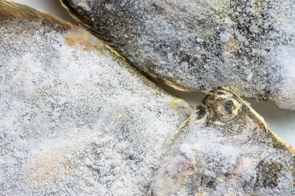 Primer plano del pescado congelado —  Fotos de Stock