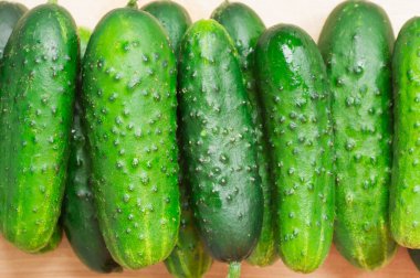 Salatalık tablo olgun hasat