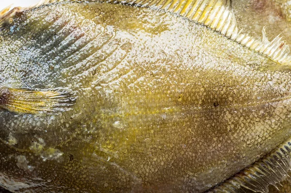 Primer plano del cuerpo de peces planos frescos —  Fotos de Stock