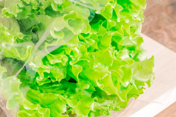Свіжий зелений лист салату — стокове фото