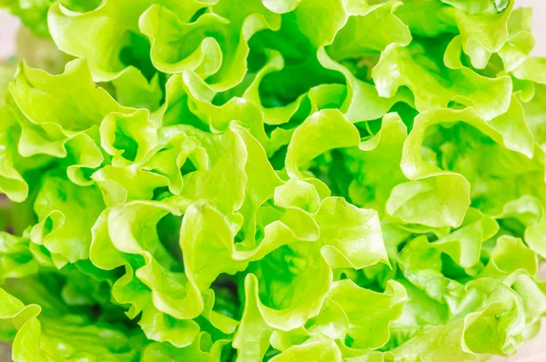 Свежий зеленый листовой салат — стоковое фото