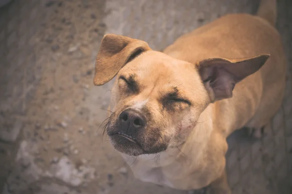 Αδέσποτων σκύλων με τα μάτια κλειστά — Φωτογραφία Αρχείου