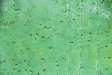 Arka plan dilimleri yeşil peynir