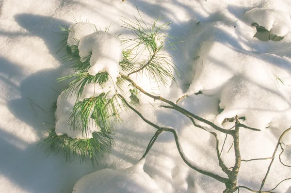 Floresta de inverno na neve — Fotografia de Stock