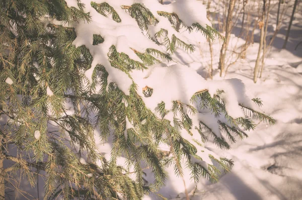 Ramuri de molid cu zăpadă — Fotografie, imagine de stoc