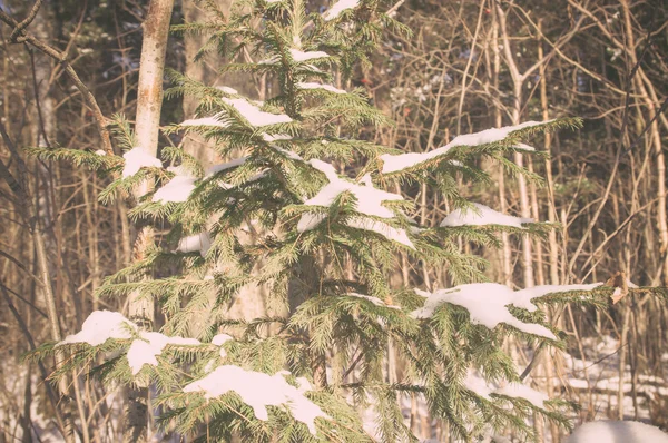Ramas de abeto con nieve —  Fotos de Stock
