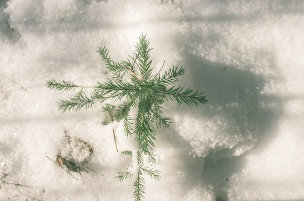 Branches d'épinette avec neige — Photo