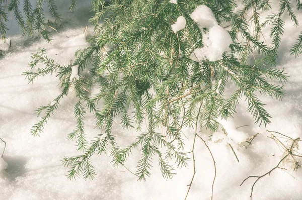 Floresta de inverno na neve — Fotografia de Stock