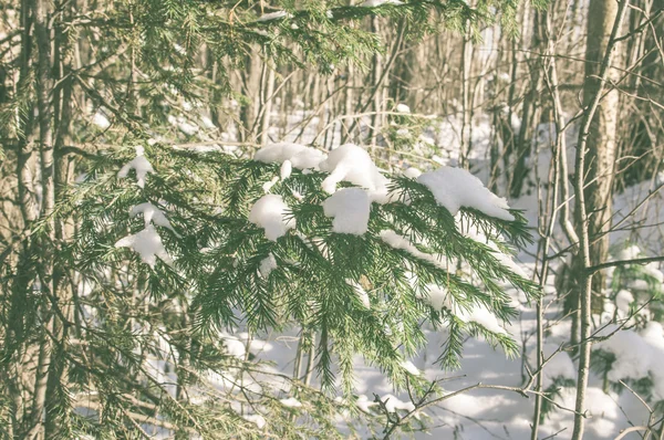 Forêt hivernale dans la neige — Photo