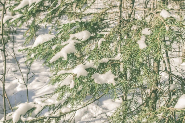 Vuren takken met sneeuw — Stockfoto