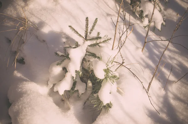 Ялинові гілки зі снігом — стокове фото