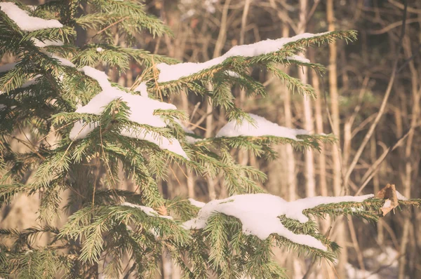 Ramos de abeto com neve — Fotografia de Stock