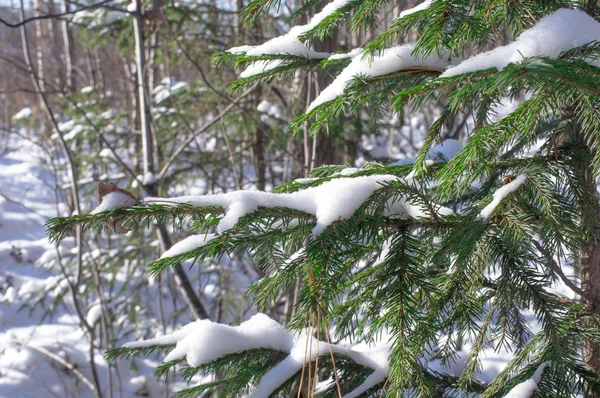 Çam dalları ile kar — Stok fotoğraf