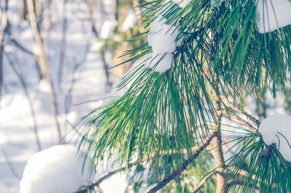 Ramas de pino nieve —  Fotos de Stock
