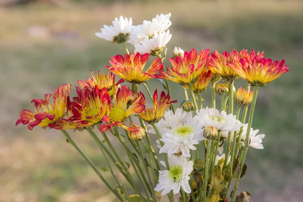 Fleurs fraîches dans le jardin — Photo