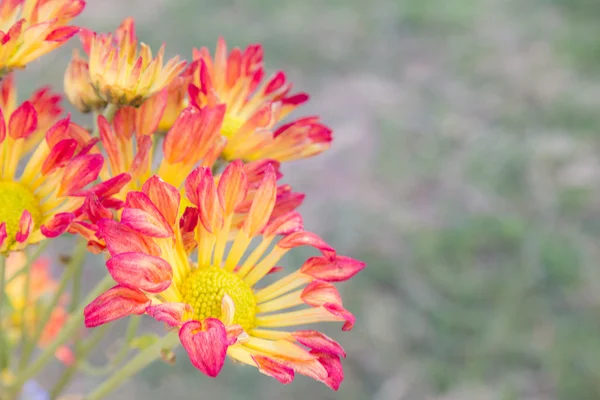 Detailní záběr čerstvé květiny v zahradě — Stock fotografie
