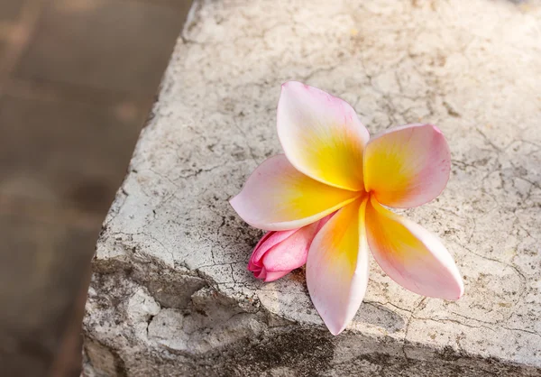 Frangipani bloem op oude cement vloer. — Stockfoto