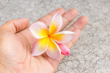 frangipani çiçek tutan erkek el