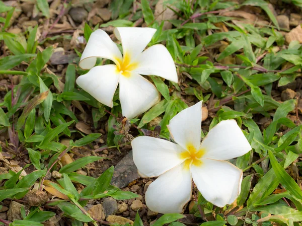 White plumeria flower on the green grass. — Stock Photo, Image