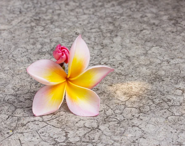 Frangipani bloem op vuile cement vloer. — Stockfoto