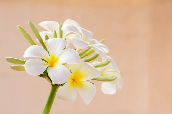 Frangipani flower on blurred background — Stock Photo, Image