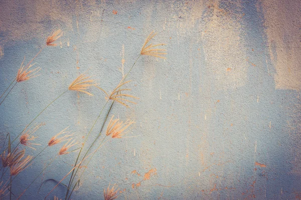 Grass flower with grunge background — Stock Photo, Image