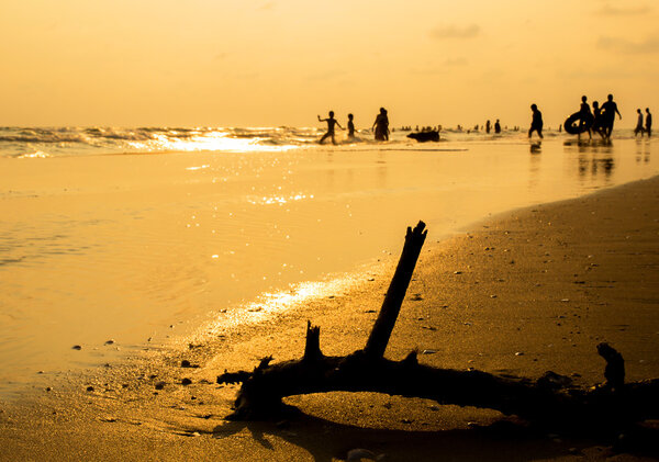 Silhouette of dried tree on the beach