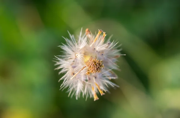 Close up dry grass flower — Stock Photo, Image