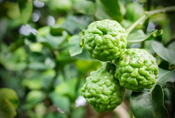 Bergamot na stromě v zahradě — Stock fotografie